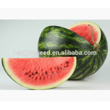 MW13 Yuanhua newly round watermelon hybrid seeds f1 for planting